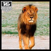 В память льва Сесила